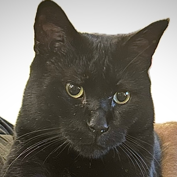 theblackcatmeow